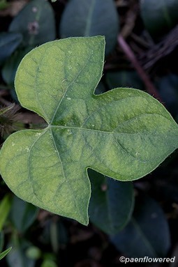 Leaf